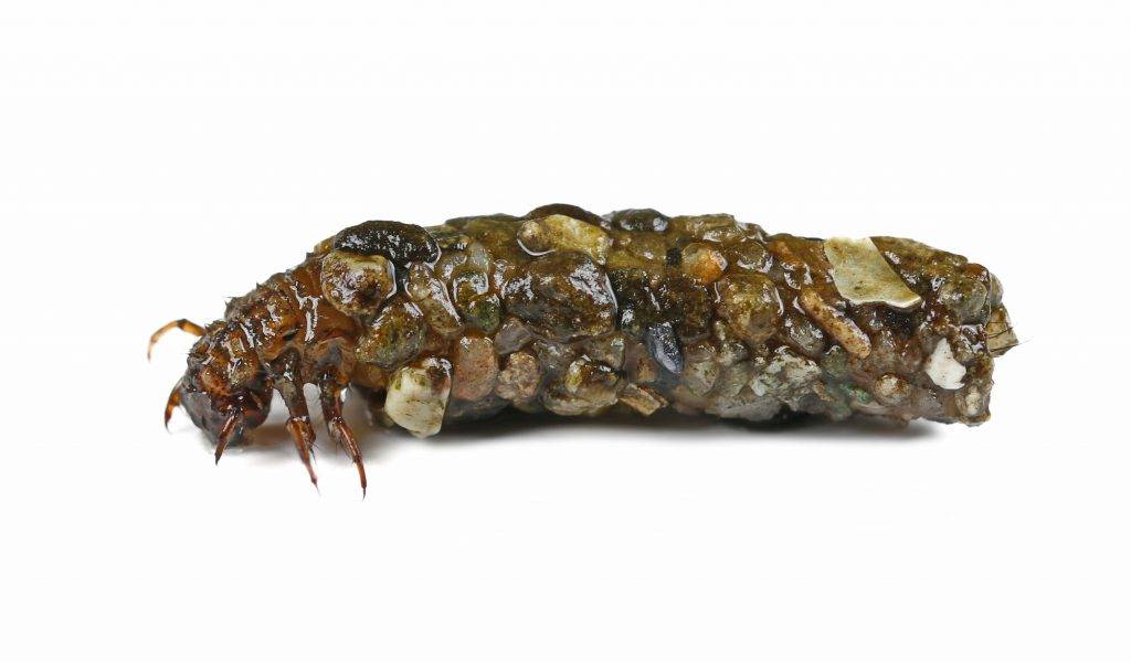 case caddis fly sedge larva