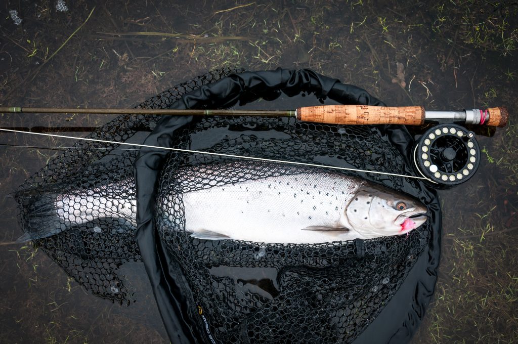 Sea Tout Caught on a New Fly Pattern