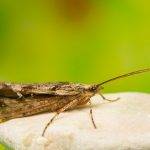 caddis fly sedge on a rock