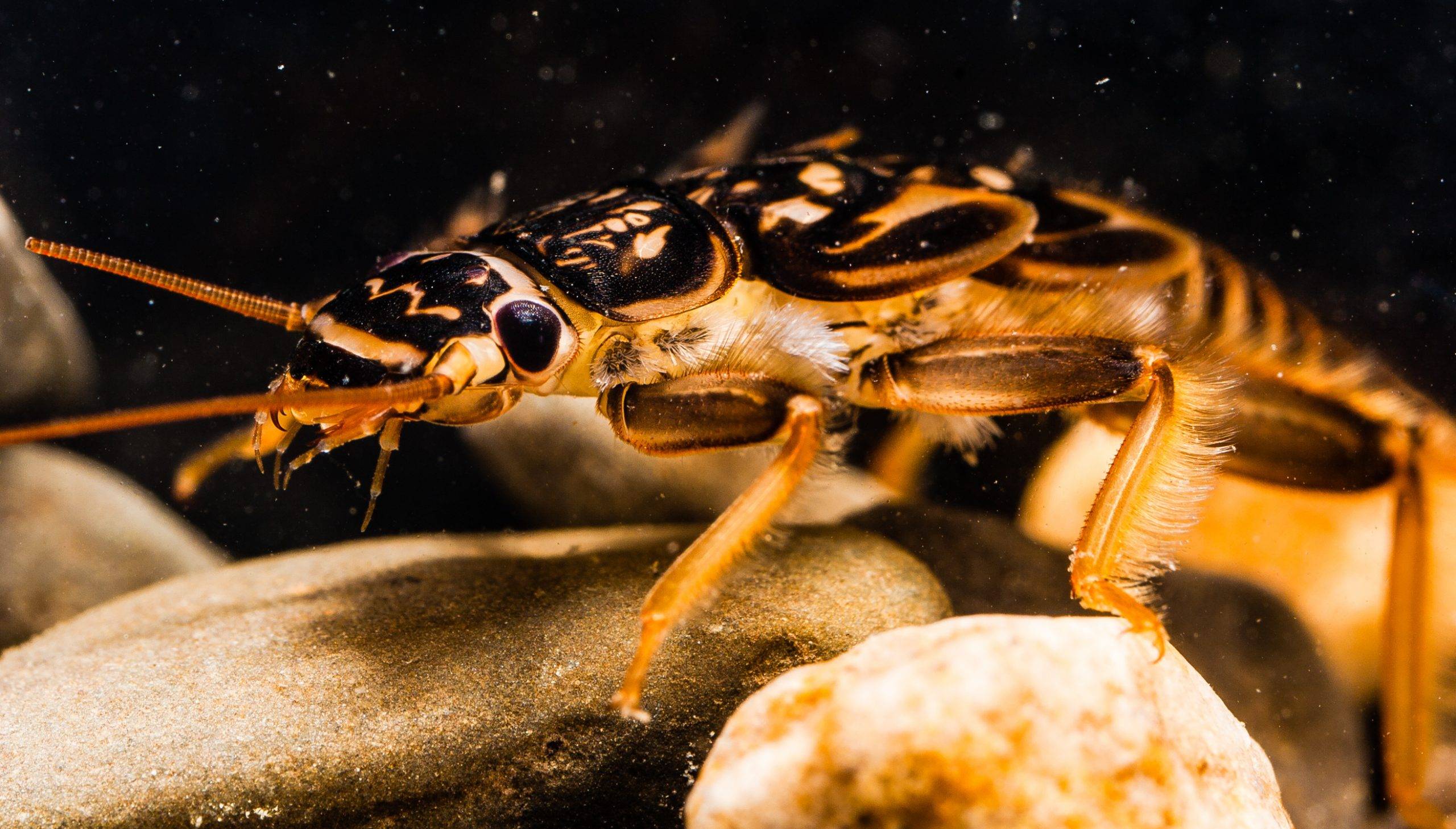 stone fly nymph